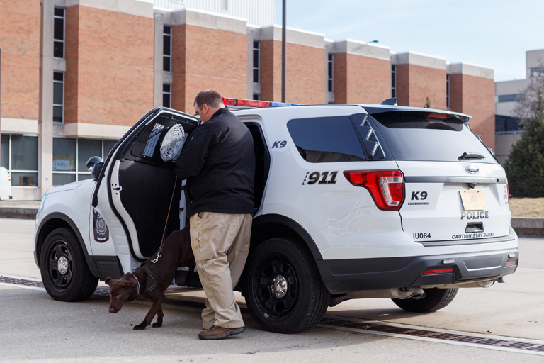 IUPD K-9 "Indy" a chocolate Labrador Retriever, hops out of a police car on the IUPUI campus. His handler has carefully secured Indy with a harness and leash.